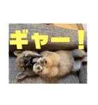 柴犬…？…な犬のスタンプ（個別スタンプ：20）