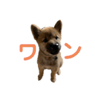 柴犬…？…な犬のスタンプ（個別スタンプ：22）