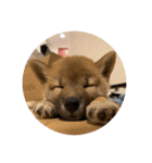 柴犬…？…な犬のスタンプ（個別スタンプ：23）