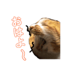 さやによるさらのスタンプ（個別スタンプ：1）