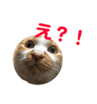 さやによるさらのスタンプ（個別スタンプ：4）