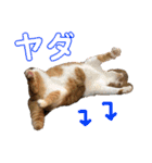 さやによるさらのスタンプ（個別スタンプ：6）