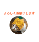 さやによるさらのスタンプ（個別スタンプ：16）