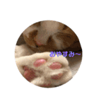 さやによるさらのスタンプ（個別スタンプ：21）