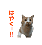 さやによるさらのスタンプ（個別スタンプ：26）