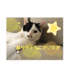 チョビ丸☆No.2（個別スタンプ：8）