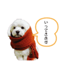 マルチーズの日々（個別スタンプ：1）