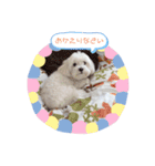 マルチーズの日々（個別スタンプ：2）