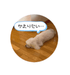 マルチーズの日々（個別スタンプ：3）