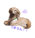 たんそくすたんぷ（個別スタンプ：7）