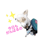 まっしろチワワスタンプ（個別スタンプ：12）
