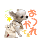 まっしろチワワスタンプ（個別スタンプ：16）
