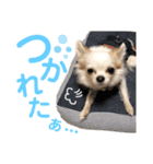 まっしろチワワスタンプ（個別スタンプ：17）