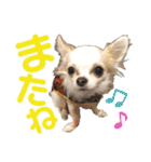 まっしろチワワスタンプ（個別スタンプ：18）