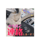 まっしろチワワスタンプ（個別スタンプ：19）