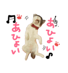ぽてにゃとぷりちゃん2（個別スタンプ：15）