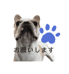 愛犬ぶっちゃんスタンプ2（個別スタンプ：3）