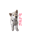 世界でいちばんかわいいハクくん（個別スタンプ：7）