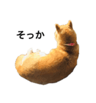 柴犬そらちゃんのスタンプ（個別スタンプ：3）