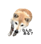 柴犬そらちゃんのスタンプ（個別スタンプ：4）