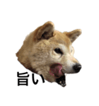 柴犬そらちゃんのスタンプ（個別スタンプ：5）