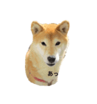 柴犬そらちゃんのスタンプ（個別スタンプ：6）