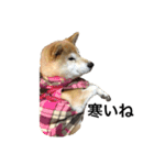 柴犬そらちゃんのスタンプ（個別スタンプ：7）