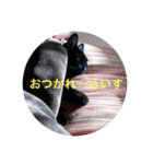 なりんちの黒猫（個別スタンプ：4）