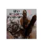 なりんちの黒猫（個別スタンプ：7）