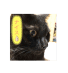 なりんちの黒猫（個別スタンプ：12）