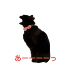 なりんちの黒猫（個別スタンプ：14）