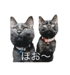 なりんちの黒猫（個別スタンプ：15）