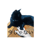 なりんちの黒猫（個別スタンプ：21）