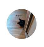 なりんちの黒猫（個別スタンプ：25）