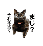なりんちの黒猫（個別スタンプ：26）