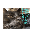 なりんちの黒猫（個別スタンプ：28）