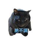 なりんちの黒猫（個別スタンプ：31）