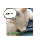 わさびさんⅠ（個別スタンプ：5）