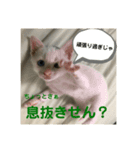 わさびさんⅠ（個別スタンプ：7）