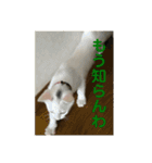 わさびさんⅠ（個別スタンプ：16）