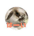 しらたま2（個別スタンプ：3）
