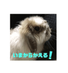 しらたま2（個別スタンプ：5）