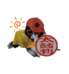 Hip hop シェルティ（個別スタンプ：10）
