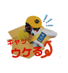 Hip hop シェルティ（個別スタンプ：13）