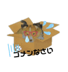Hip hop シェルティ（個別スタンプ：14）