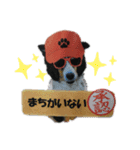 Hip hop シェルティ（個別スタンプ：16）