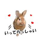 うさぎのもど君（個別スタンプ：4）