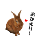 うさぎのもど君（個別スタンプ：5）