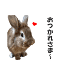 うさぎのもど君（個別スタンプ：6）