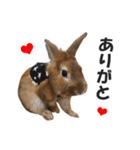 うさぎのもど君（個別スタンプ：7）